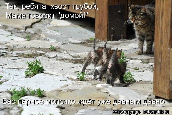 Котоматрица: Так, ребята, хвост трубой, Мама говорит "домой!". Вас парное молочко ждёт уже давным давно.