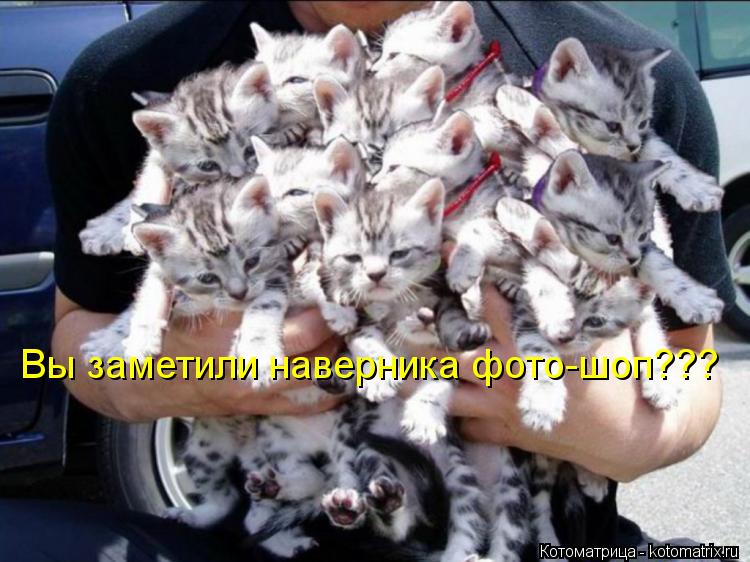Котоматрица: Вы заметили наверника фото-шоп???