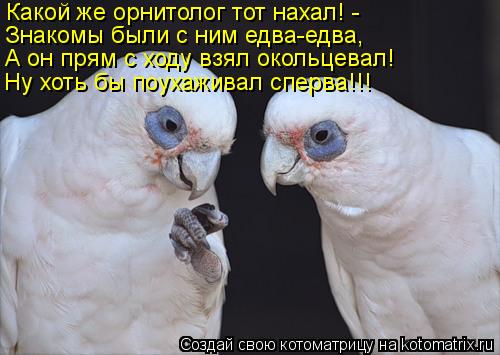 Котоматрица: Какой же орнитолог тот нахал! - Знакомы были с ним едва-едва, А он прям с ходу взял окольцевал! Ну хоть бы поухаживал сперва!!!
