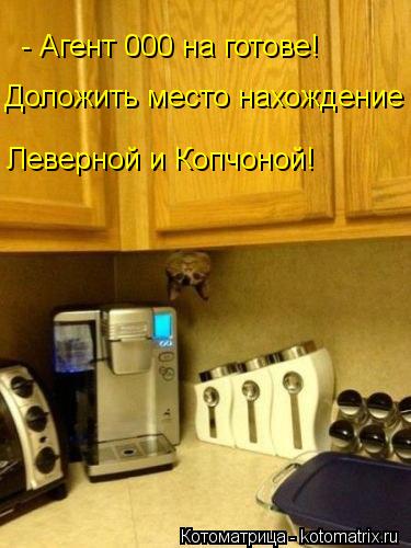 - Агент 000 на готове! Доложить место нахождение Леверной и Копчоной!... Котоматрица: - Агент 000 на готове! Доложить место нахождение Леверной и Копчоной!