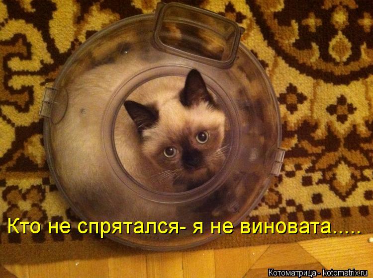 Котоматрица: Кто не спрятался- я не виновата.....