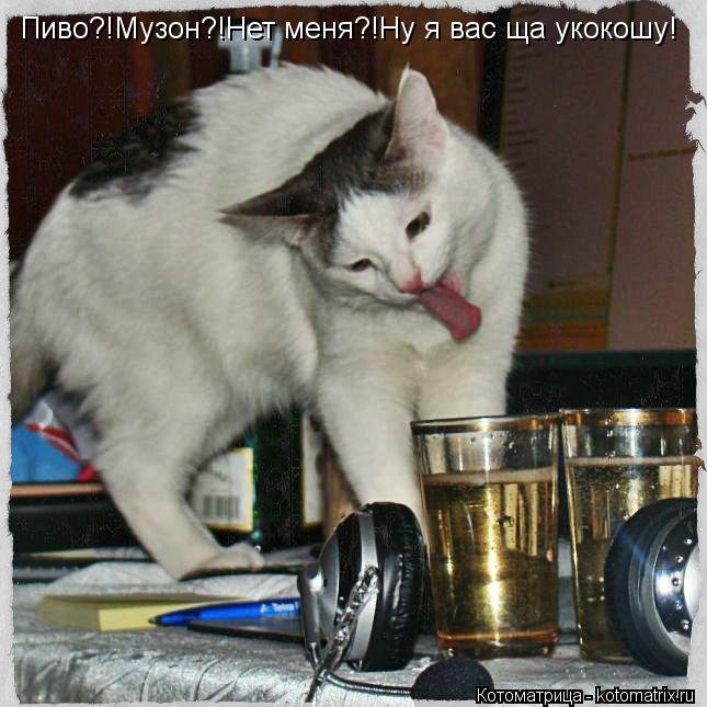 Котоматрица: Пиво?!Музон?!Нет меня?!Ну я вас ща укокошу!