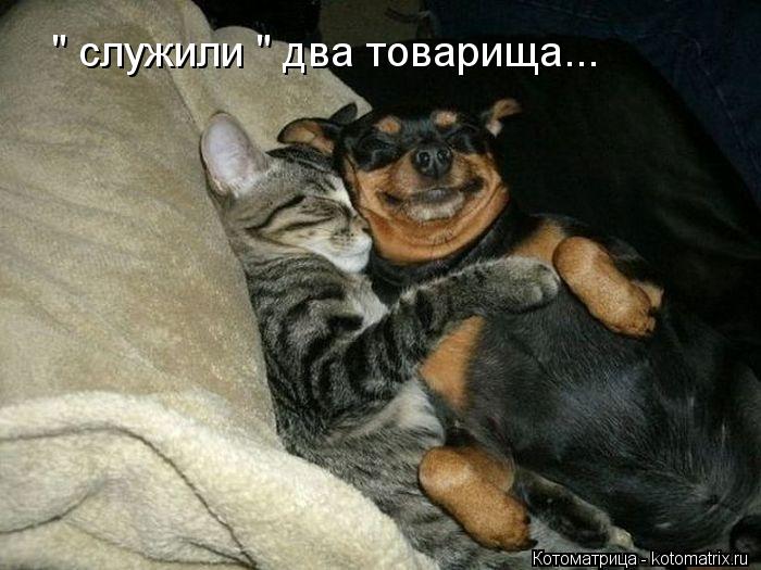 Котоматрица: " служили " два товарища...