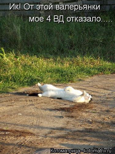 Котоматрица: Ик! От этой валерьянки мое 4 ВД отказало.....
