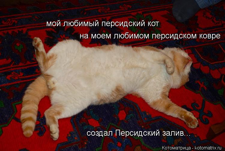 Котоматрица: мой любимый персидский кот на моем любимом персидском ковре создал Персидский залив...