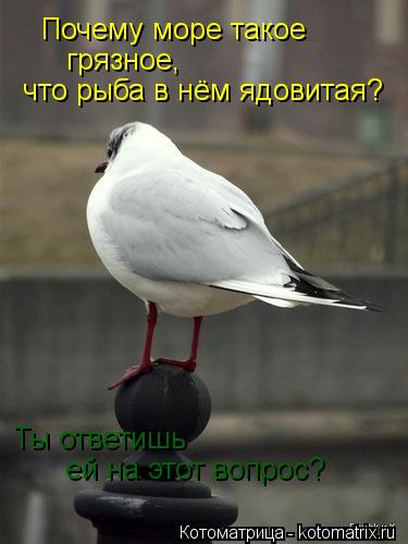 Почему море такое грязное, что рыба в нём ядовитая? Ты ответишь ей на этот вопрос?... Котоматрица: Почему море такое грязное, что рыба в нём ядовитая? Ты ответишь ей на этот вопрос?