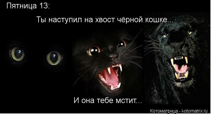 Пятница 13: Ты наступил на хвост чёрной кошке... И она тебе мстит...... Котоматрица: Пятница 13: Ты наступил на хвост чёрной кошке... И она тебе мстит...