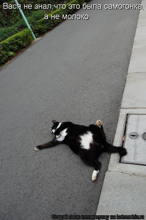 Котоматрица: Вася не знал,что это была самогонка, а не молоко