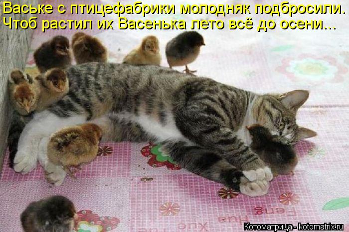 Котоматрица: Ваське с птицефабрики молодняк подбросили. Чтоб растил их Васенька лето всё до осени...