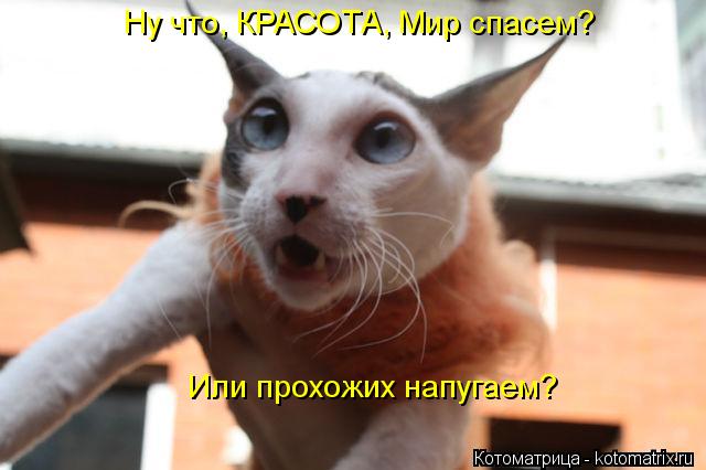 Котоматрица: Ну что, КРАСОТА, Мир спасем? Или прохожих напугаем?