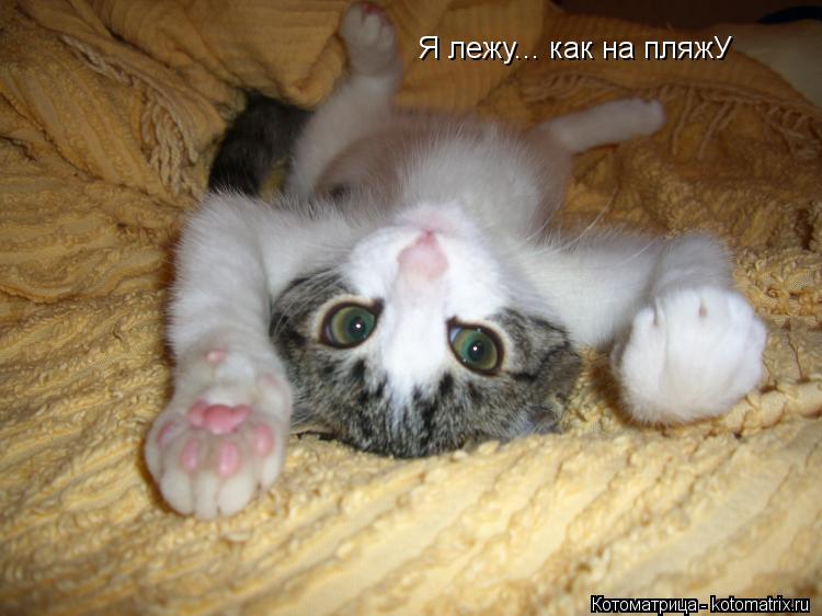 Котоматрица: Я лежу... как на пляжУ