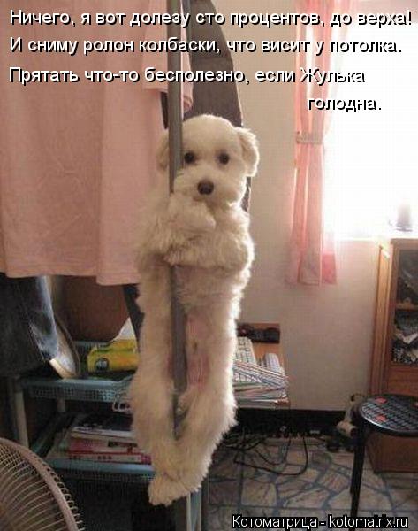 Котоматрица: Ничего, я вот долезу сто процентов, до верха! И сниму ролон колбаски, что висит у потолка. Прятать что-то бесполезно, если Жулька  голодна.