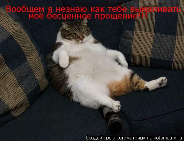 Котоматрица: Вообщем я незнаю как тебе вымаливать  моё бесценное прощение!!!