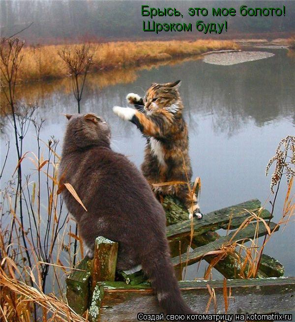 Котоматрица: Брысь, это мое болото! Шрэком буду!