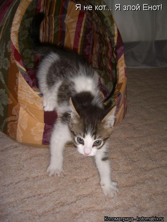 Котоматрица: Я не кот... Я злой Енот!