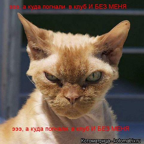 Котоматрица: эээ, а куда погнали  в клуб И БЕЗ МЕНЯ эээ, а куда погнали  в клуб И БЕЗ МЕНЯ