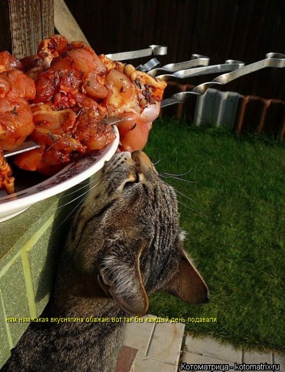 Котоматрица: ням ням какая вкуснятина обажаю вот так бы каждый день подавали