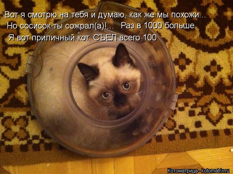 Котоматрица: Вот я смотрю на тебя и думаю, как же мы похожи... Но сосисок ты сожрал(а)!... Но сосисок ты сожрал(а)!... Раз в 1000 больше Я вот приличный кот, СЪЕЛ вс