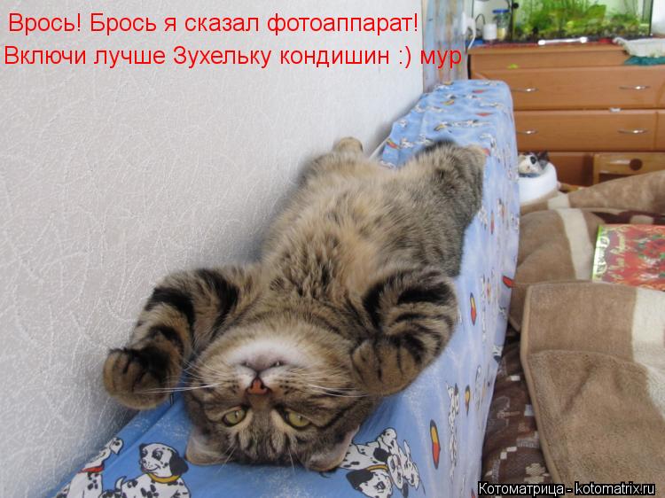 Котоматрица: Врось! Брось я сказал фотоаппарат! Включи лучше Зухельку кондишин :) мур