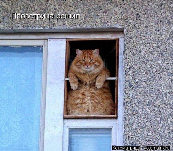 Котоматрица: Проветрица решил