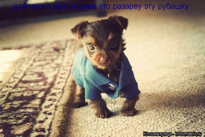 Котоматрица: дайтен на прапитание ато разарву эту рубашку