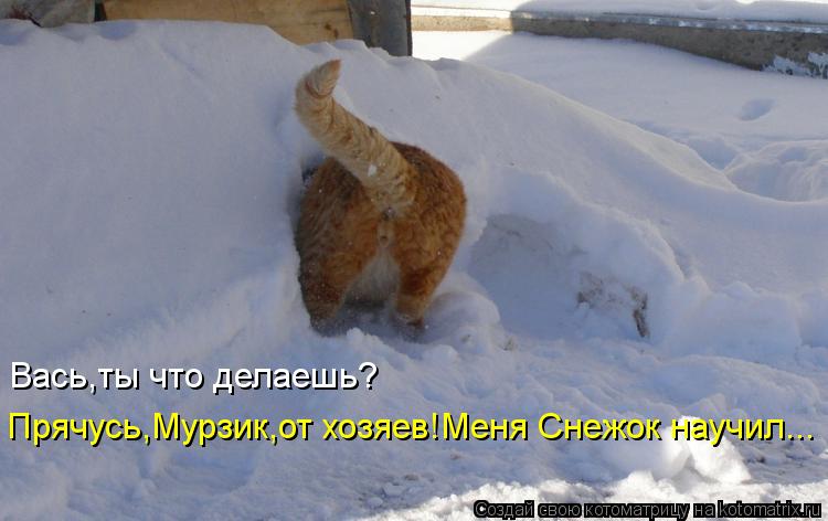 Котоматрица: Прячусь,Мурзик,от хозяев!Меня Снежок научил... Вась,ты что делаешь?