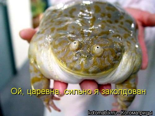 Котоматрица: Ой, царевна, сильно я заколдован