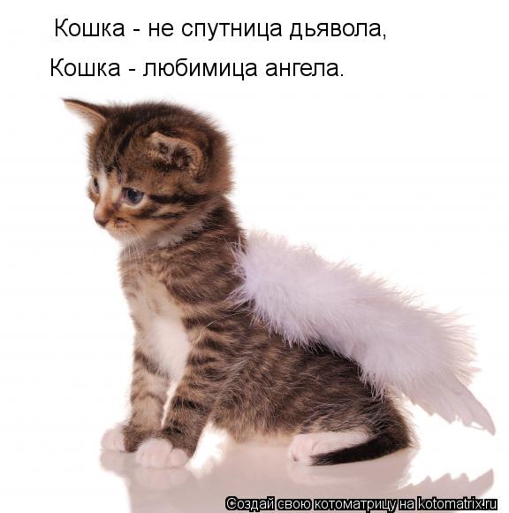 Котоматрица: Кошка - не спутница дьявола,  Кошка - любимица ангела.