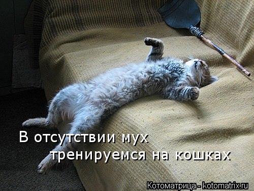Котоматрица: В отсутствии мух тренируемся на кошках