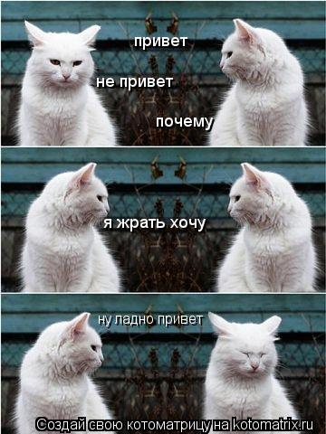 Котоматрица: привет не привет почему я жрать хочу ну ладно привет