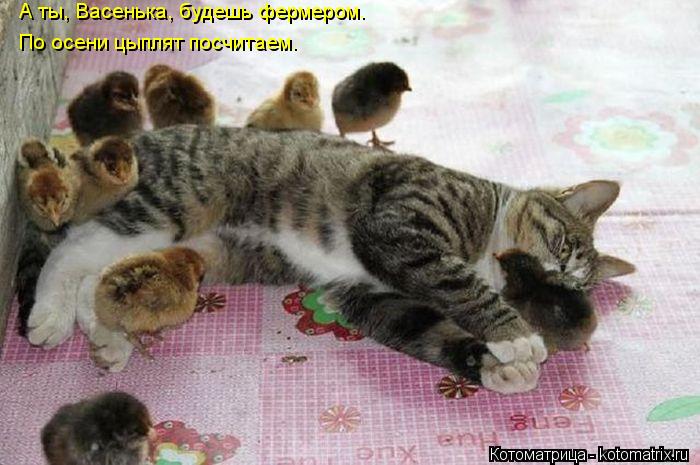 Котоматрица: А ты, Васенька, будешь фермером. По осени цыплят посчитаем.