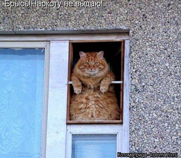 Котоматрица: -Брысь!Наркоту не выдаю!