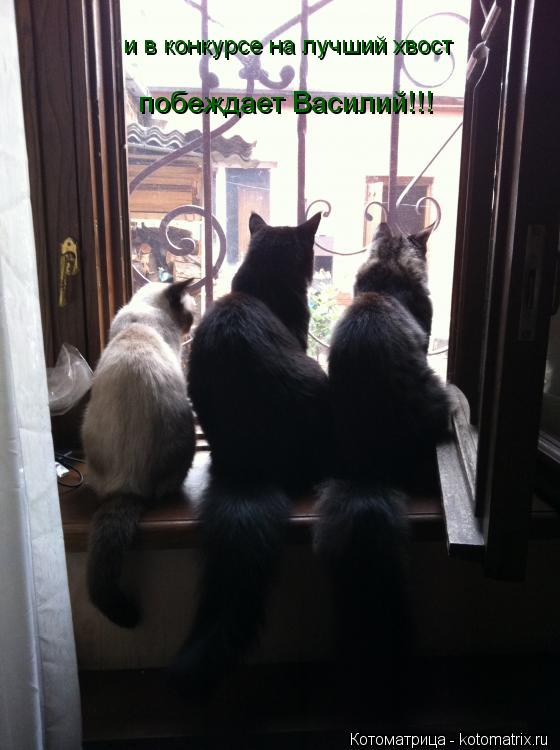 Котоматрица: и в конкурсе на лучший хвост побеждает Василий!!!