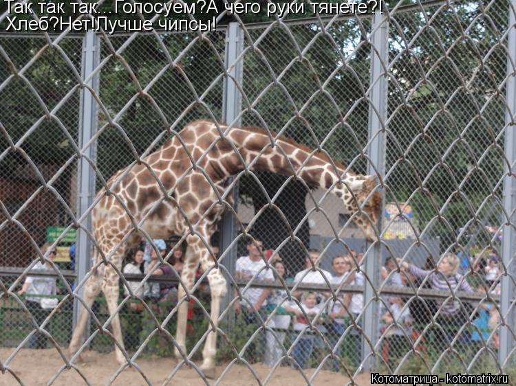 Котоматрица: Так так так...Голосуем?А чего руки тянете?! Хлеб?Нет!Лучше чипсы!! Хлеб?Нет!Лучше чипсы!