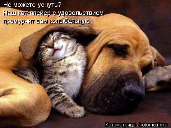 Котоматрица: Не можете уснуть? Наш кот-плейер с удовольствием  промурчит вам колыбельную