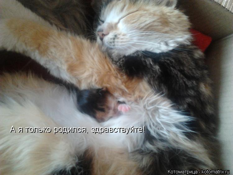 Котоматрица: А я только родился, здравствуйте!