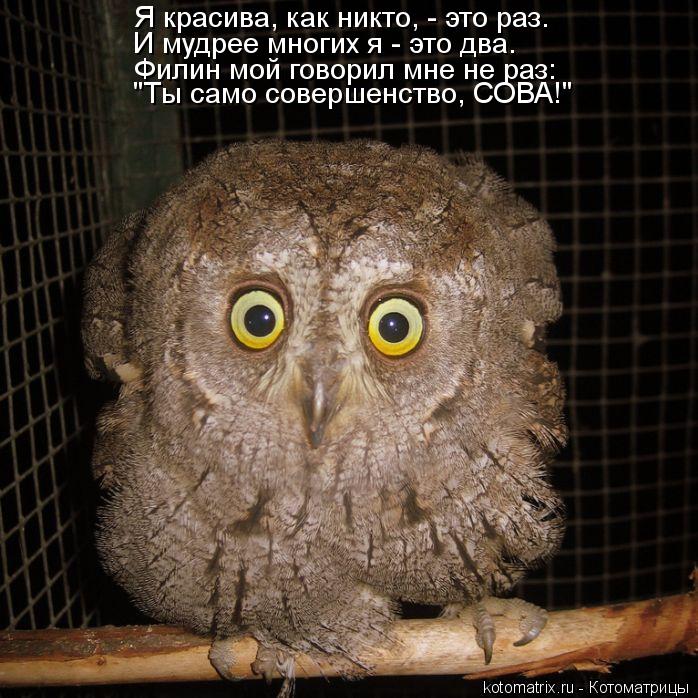 Котоматрица: Я красива, как никто, - это раз. И мудрее многих я - это два. Филин мой говорил мне не раз: "Ты само совершенство, СОВА!"