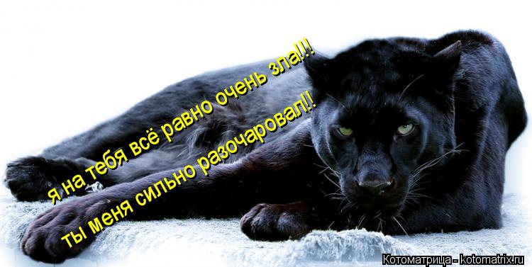 Котоматрица: я на тебя всё равно очень зла!!!      я на тебя всё равно очень зла!!!  ты меня сильно разочаровал!! ты меня сильно разочаровал!!