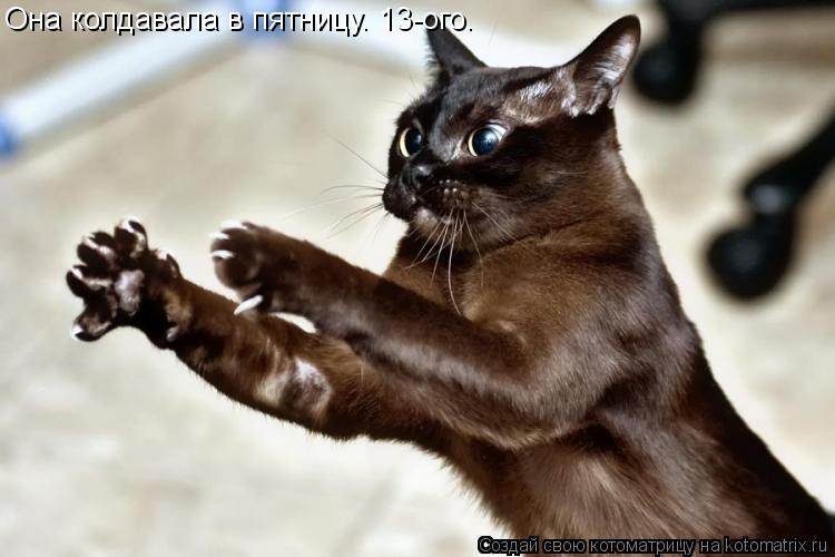 Котоматрица: Она колдавала в пятницу. 13-ого.