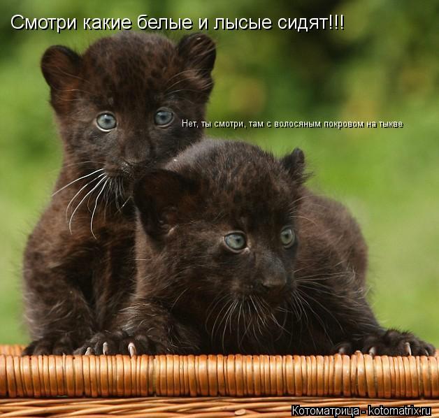 Котоматрица: Смотри какие белые и лысые сидят!!! Нет, ты смотри, там с волосяным покровом на тыкве