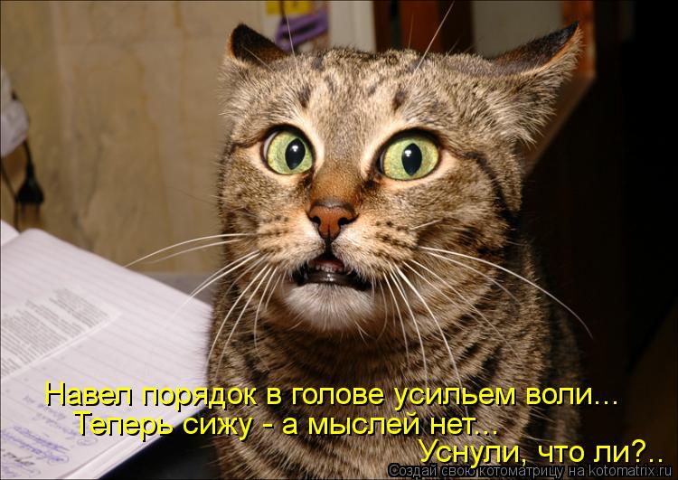 Навел порядок в голове усильем воли... Теперь сижу - а мыслей нет... Уснули, что ли?..... Котоматрица: Навел порядок в голове усильем воли... Теперь сижу - а мыслей нет... Уснули, что ли?..
