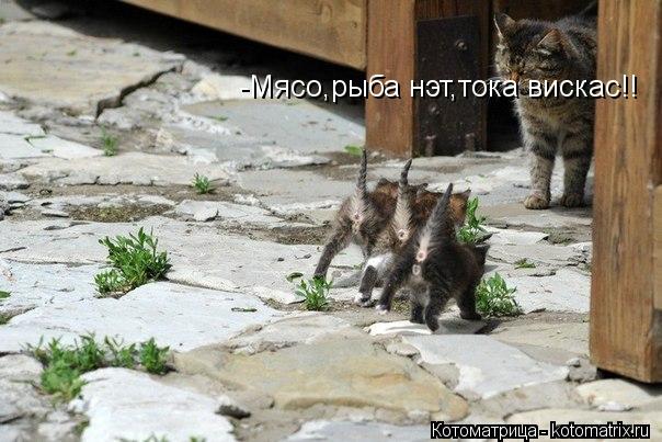 Котоматрица: -Мясо,рыба нэт,тока вискас!!