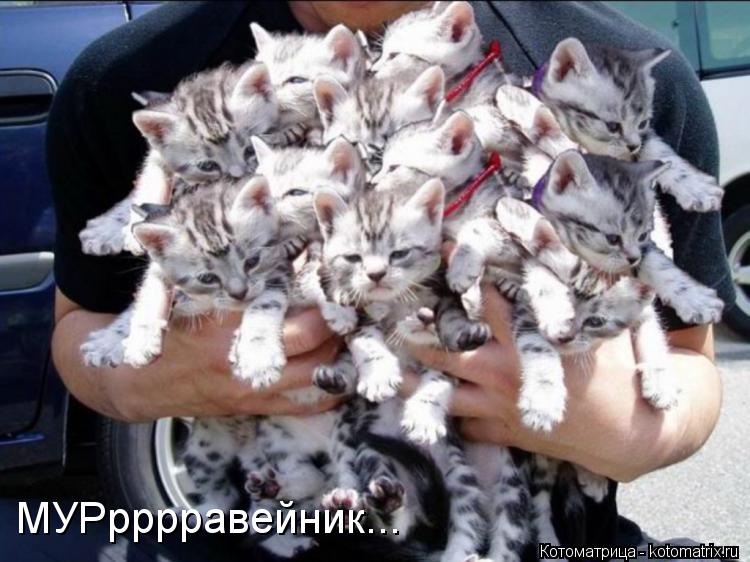 Котоматрица: МУРрррравейник...