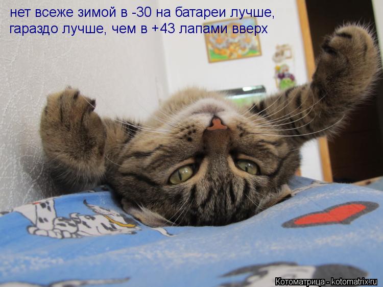 Котоматрица: нет всеже зимой в -30 на батареи лучше,  гараздо лучше, чем в +43 лапами вверх