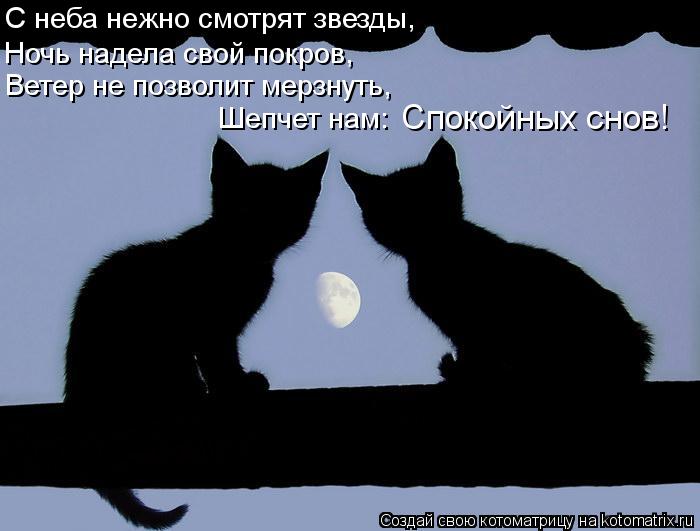Котоматрица: С неба нежно смотрят звезды, Ветер не позволит мерзнуть, Ночь надела свой покров, Шепчет нам: Спокойных снов!