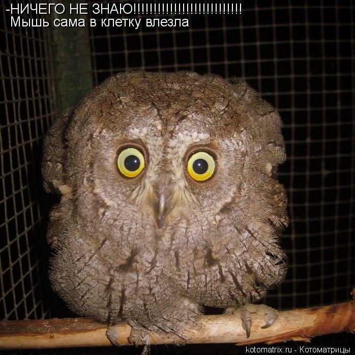 Котоматрица: -НИЧЕГО НЕ ЗНАЮ!!!!!!!!!!!!!!!!!!!!!!!!!!! Мышь сама в клетку влезла