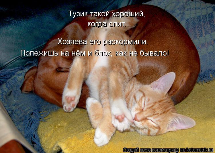 Тузик такой хороший, когда спит. Хозяева его раскормили. Полежишь на нём и блох, как не бывало!... Котоматрица: Тузик такой хороший, когда спит. Хозяева его раскормили. Полежишь на нём и блох, как не бывало!