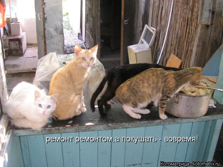 Котоматрица: ремонт ремонтом,а покушать - вовремя!