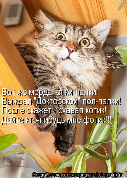 Вот же морда, ёлки-палки! Выжрал "Докторской" пол-палки! После скажет - схавал котик! Дайте кто-нибуд... Котоматрица: Вот же морда, ёлки-палки! Выжрал "Докторской" пол-палки! После скажет - схавал котик! Дайте кто-нибудь мне фотик!!!