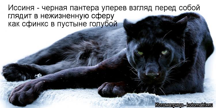 Котоматрица: Иссиня - черная пантера уперев взгляд перед собой глядит в нежизненную сферу глядит в нежизненную сферу как сфинкс в пустыне голубой